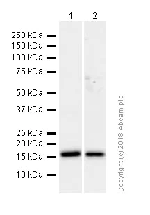 Western blot - Anti-Prealbumin antibody [EPR3219] (AB92469)