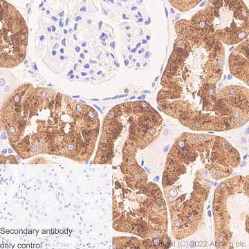 Immunohistochemistry (Formalin/PFA-fixed paraffin-embedded sections) - Anti-Prealbumin antibody [EPR3219] - BSA and Azide free (AB239915)