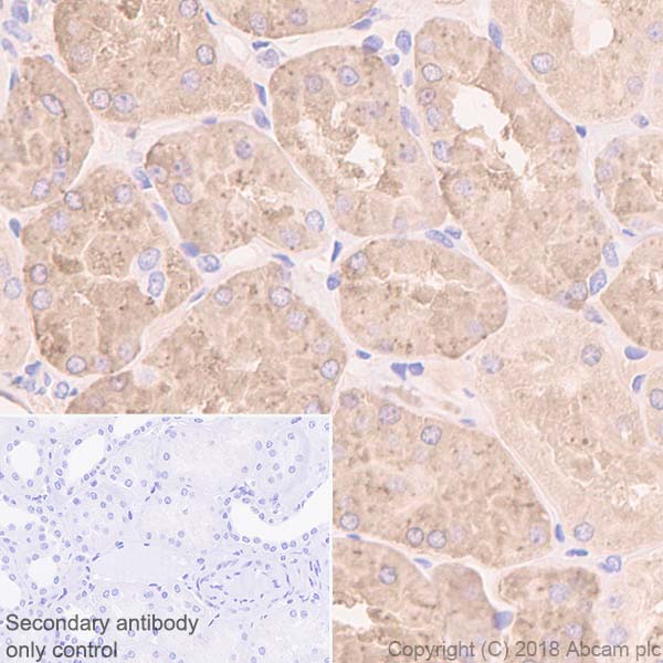 Immunohistochemistry (Formalin/PFA-fixed paraffin-embedded sections) - Anti-Prealbumin antibody [EPR3219] - BSA and Azide free (AB239915)