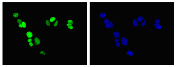 Immunocytochemistry/ Immunofluorescence - Anti-PREB antibody [EPR13252] - BSA and Azide free (AB250431), expandable thumbnail