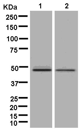 Western blot - Anti-PREB antibody [EPR13252] - BSA and Azide free (AB250431)
