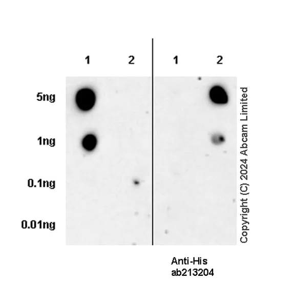 Dot Blot - Anti-PRELP antibody [EPR29393-568] - BSA and Azide free (AB324769)