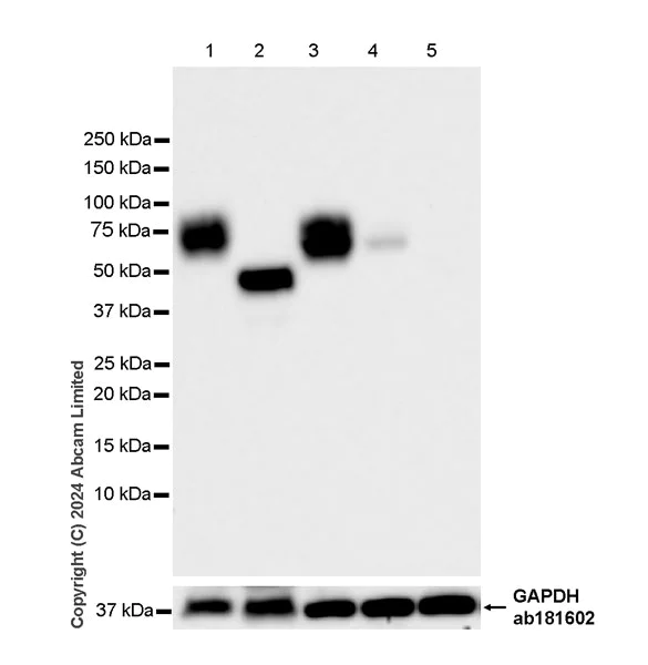 Western blot - Anti-PRELP antibody [EPR29393-568] - BSA and Azide free (AB324769)