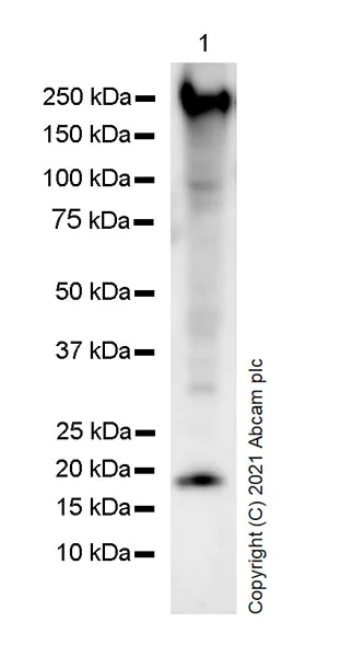 Western blot - Anti-Presenilin 1/PS-1 antibody [5E12] - BSA and Azide free (AB255850)