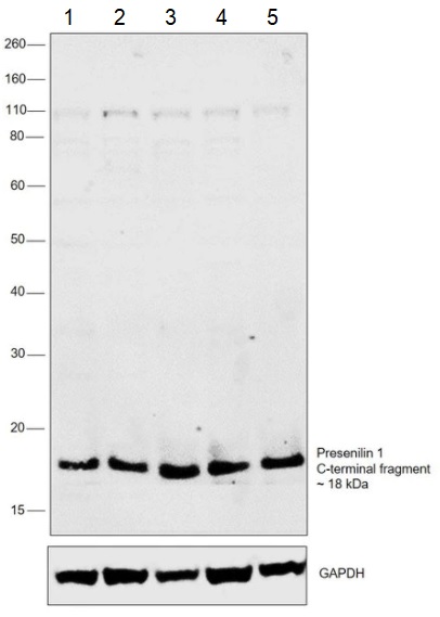 Western blot - Anti-Presenilin 1/PS-1 antibody [APS 18] (AB15458), expandable thumbnail