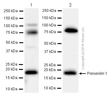 Western blot - Anti-Presenilin 1/PS-1 antibody [EP2000Y] (AB76083)