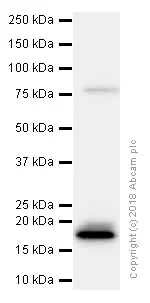 Western blot - Anti-Presenilin 1/PS-1 antibody [EP2000Y] (AB76083)