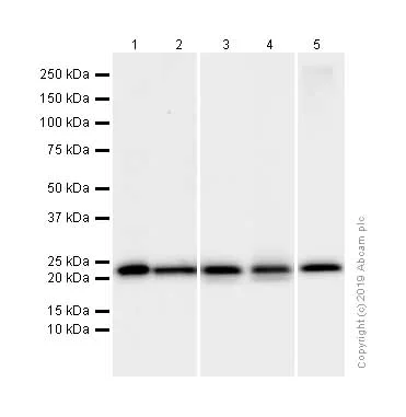 Western blot - Anti-Presenilin 2/AD5 antibody [EP1515Y] (AB51249)