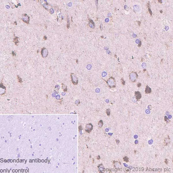 Immunohistochemistry (Formalin/PFA-fixed paraffin-embedded sections) - Anti-Presenilin 2/AD5 antibody [EP1515Y] - BSA and Azide free (AB239841)