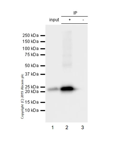 Immunoprecipitation - Anti-Presenilin 2/AD5 antibody [EP1515Y] - BSA and Azide free (AB239841)