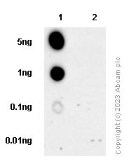 Dot Blot - Anti-Presenilin 2/AD5 (phospho S327) antibody [EP2613Y] - BSA and Azide free (AB284741), expandable thumbnail