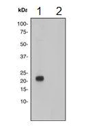 Western blot - Anti-Presenilin 2/AD5 (phospho S330) antibody [EP2614] - BSA and Azide free (AB284784)