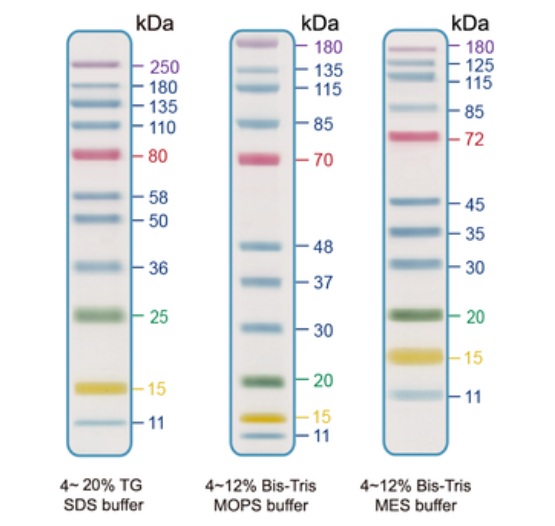 SDS-PAGE - Prestained Protein Ladder - Broad molecular weight (11-250 kDa, 5-color, 11 bands) (AB325995)