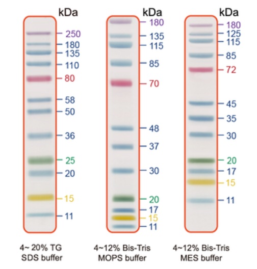SDS-PAGE - Prestained Protein Ladder - Broad molecular weight (11-250 kDa, 5-color, 12 bands) (AB325996)