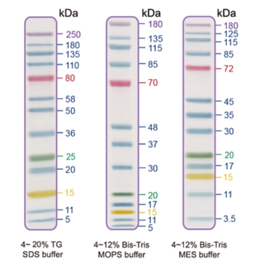 SDS-PAGE - Prestained Protein Ladder - Extra broad molecular weight (3-250 kDa, 5-color) (AB325997)