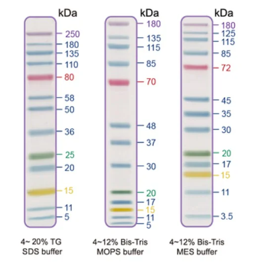 SDS-PAGE - Prestained Protein Ladder - Extra broad molecular weight (3-250 kDa, 5-color) (AB325997)