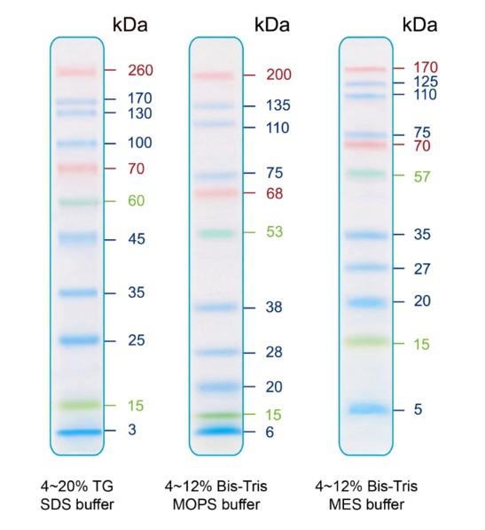 SDS-PAGE - Prestained Protein Ladder - Extra broad molecular weight (3 - 260 kDa) (AB313996), expandable thumbnail