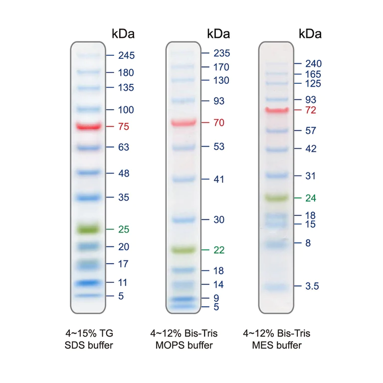 SDS-PAGE - Prestained Protein Ladder - Extra broad molecular weight (5 - 245 kDa) (AB116029)