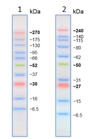 SDS-PAGE - Prestained Protein Ladder - Extra broad molecular weight (6.5 - 270 kDa) (AB234592), expandable thumbnail