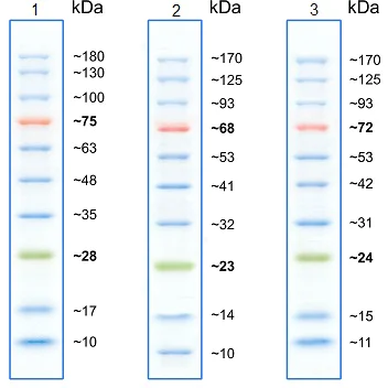 SDS-PAGE - Prestained Protein Ladder - Mid-range molecular weight (10 - 180 kDa) (AB116027)