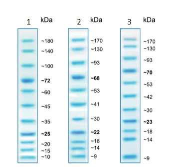 SDS-PAGE - Prestained Protein Ladder - Mid-range molecular weight (10 - 180 kDa) (AB234617)