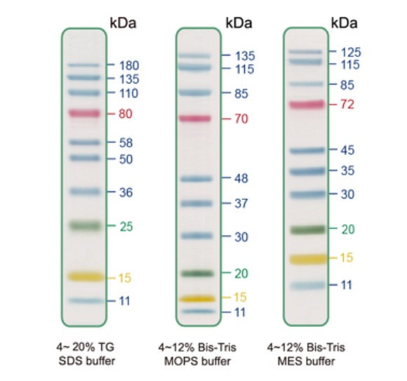 SDS-PAGE - Prestained Protein Ladder - Mid-range molecular weight (11-180 kDa, 4-color) (AB325994)