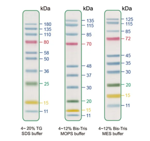 SDS-PAGE - Prestained Protein Ladder - Mid-range molecular weight (11-180 kDa, 4-color) (AB325994)