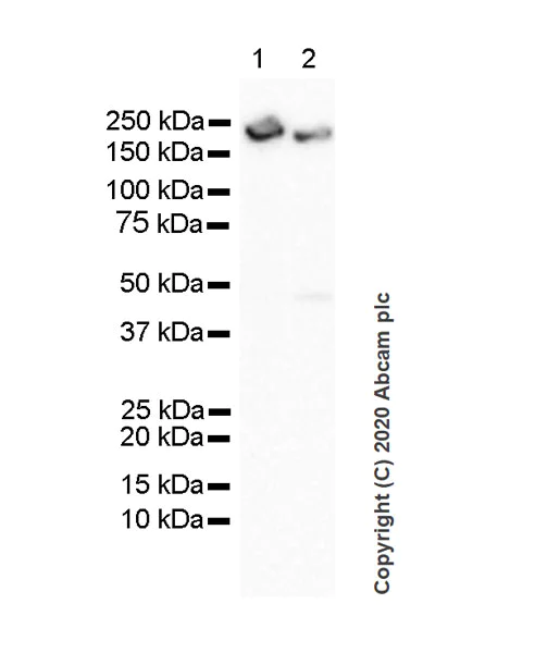 Western blot - Anti-PREX1 antibody [6F12] - BSA and Azide free (AB264536)
