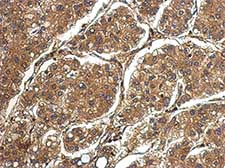 Immunohistochemistry (Formalin/PFA-fixed paraffin-embedded sections) - Anti-PRG2 antibody (AB154655)