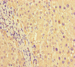 Immunohistochemistry (Formalin/PFA-fixed paraffin-embedded sections) - Anti-PRG2 antibody (AB236851)