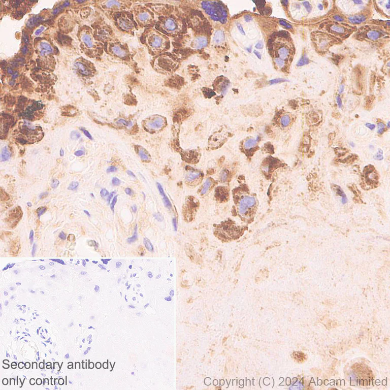 Immunohistochemistry (Formalin/PFA-fixed paraffin-embedded sections) - Anti-PRG2 antibody [EPR29096-502] - BSA and Azide free (AB324771)
