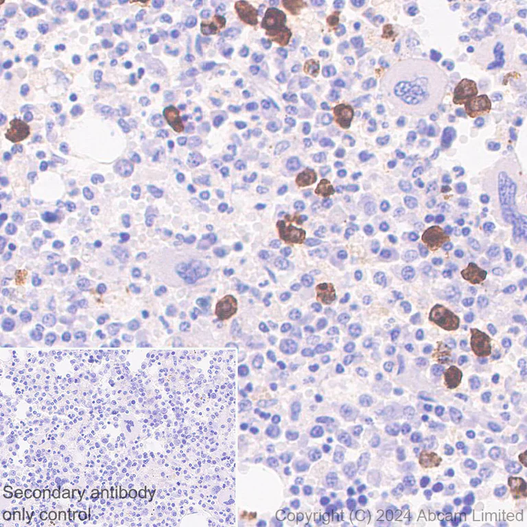 Immunohistochemistry (Formalin/PFA-fixed paraffin-embedded sections) - Anti-PRG2 antibody [EPR29096-502] - BSA and Azide free (AB324771)