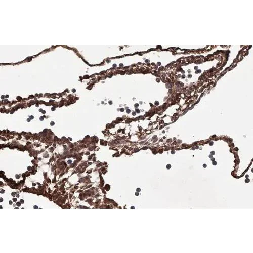 Immunohistochemistry (Formalin/PFA-fixed paraffin-embedded sections) - Anti-PRG2 antibody [HL2547] (AB317241)
