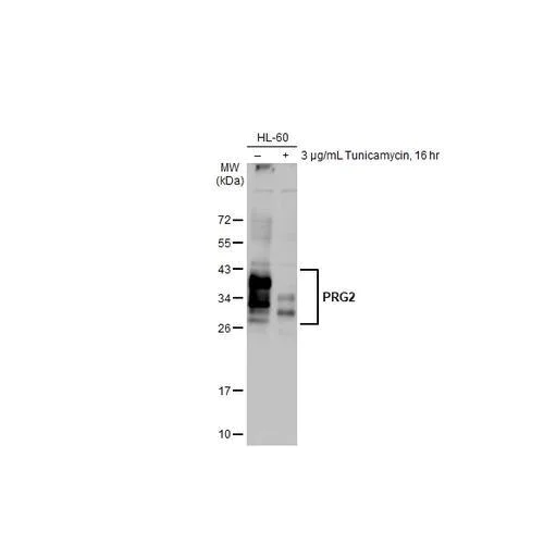 Western blot - Anti-PRG2 antibody [HL2547] (AB317241)
