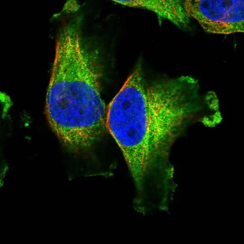 Immunocytochemistry/ Immunofluorescence - Anti-PRHOXNB antibody (AB122523)