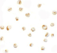 Immunocytochemistry - Anti-PRIC4/PRICKLE4 antibody (AB119773)