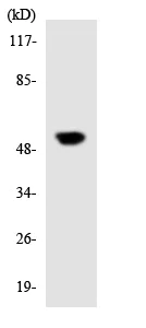 Western blot - Anti-PRIM1 antibody (AB137917)