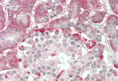 Immunohistochemistry (Formalin/PFA-fixed paraffin-embedded sections) - Anti-PRIM1 antibody - C-terminal (AB230693)