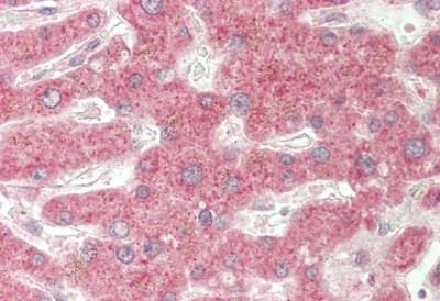 Immunohistochemistry (Formalin/PFA-fixed paraffin-embedded sections) - Anti-PRIM1 antibody - C-terminal (AB230693)