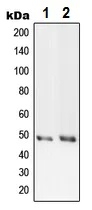 Western blot - Anti-PRIM1 antibody - C-terminal (AB230693)
