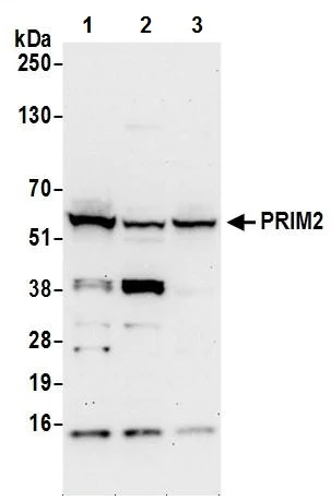 Western blot - Anti-PRIM2 antibody (AB241990)