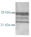 Western blot - Anti-Prion protein PrP antibody [7B6 / D2] (AB2882)