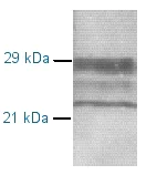 Western blot - Anti-Prion protein PrP antibody [7B6 / D2] (AB2882)
