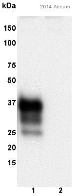 Western blot - Anti-Prion protein PrP antibody [8H4] (AB61409)