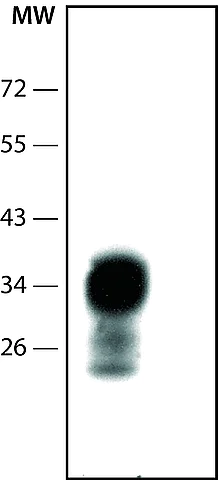 Western blot - Anti-Prion protein PrP antibody [8H4] (AB61409)