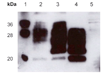 Western blot - Anti-Prion protein PrP antibody (AB703)