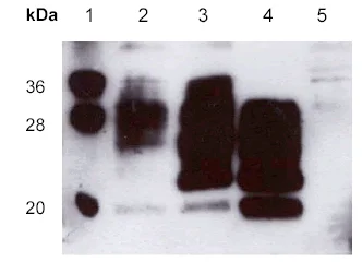 Western blot - Anti-Prion protein PrP antibody (AB703)