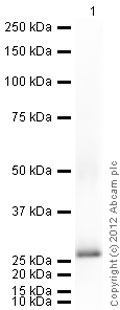 Western blot - Anti-Prion protein PrP antibody [EP1802Y] (AB52604), expandable thumbnail