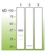 Western blot - Anti-Prion protein PrP antibody [T16-R] (AB136919)
