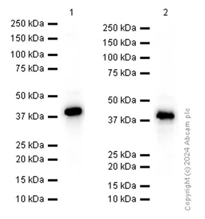 Western blot - Anti-PRKACG antibody [EP2647Y] (AB108385)